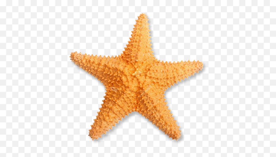 Shital1801 - Free Png Images Starpng Transparent Star Fish Png Emoji,Starfish Emoji