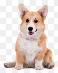 Pembroke Welsh Corgi Cardigan Welsh - Corgi Png Emoji,Corgi Emoji