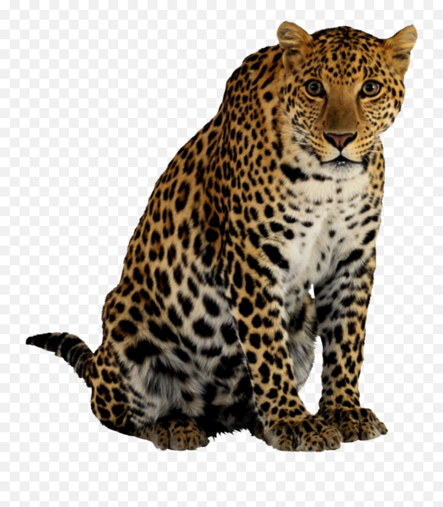 Jaguar Sticker - Tiger Cheetah Leopard Lion Emoji,Jaguar Emoji