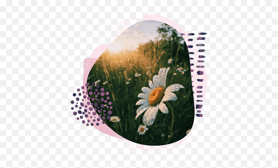 Mood Board Templates - Flower Sunrise Morning Dew Emoji,Chamoile Emotions