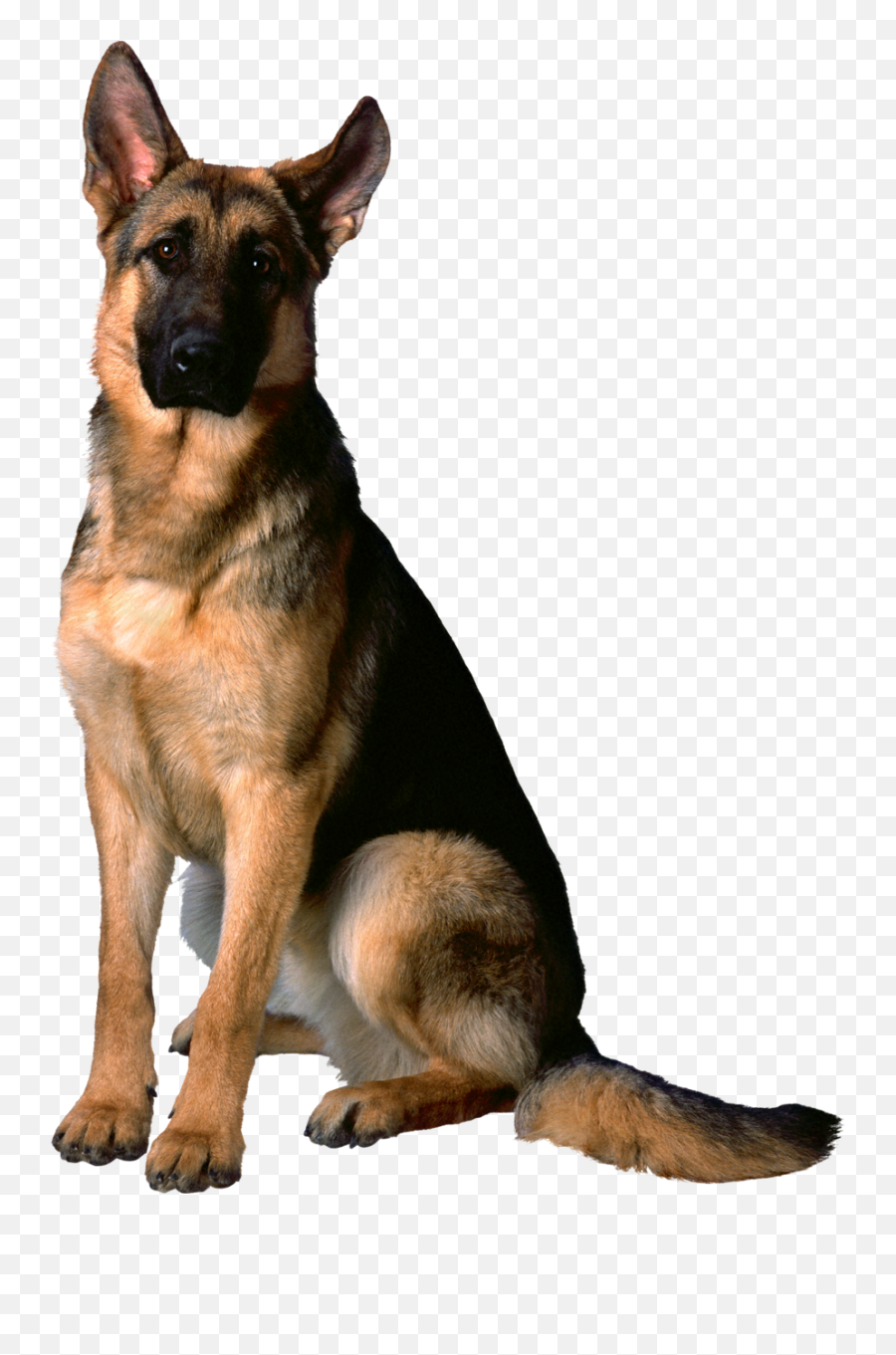 German Shepherd Png - Labrador German Shepherd Golden Retriever Emoji,How To Tell German Shepherds Emotions By Their Ears