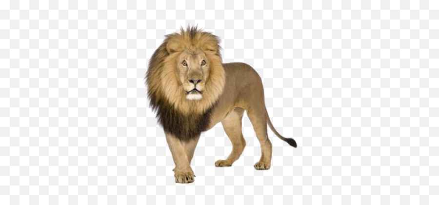 Png Images Lion 6png Snipstock - Leon Con Fondo Blanco Emoji,Real Lions Emotions