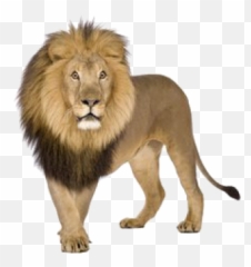 Png Images Lion 6png Snipstock - Leon Con Fondo Blanco Emoji,Real Lions Emotions