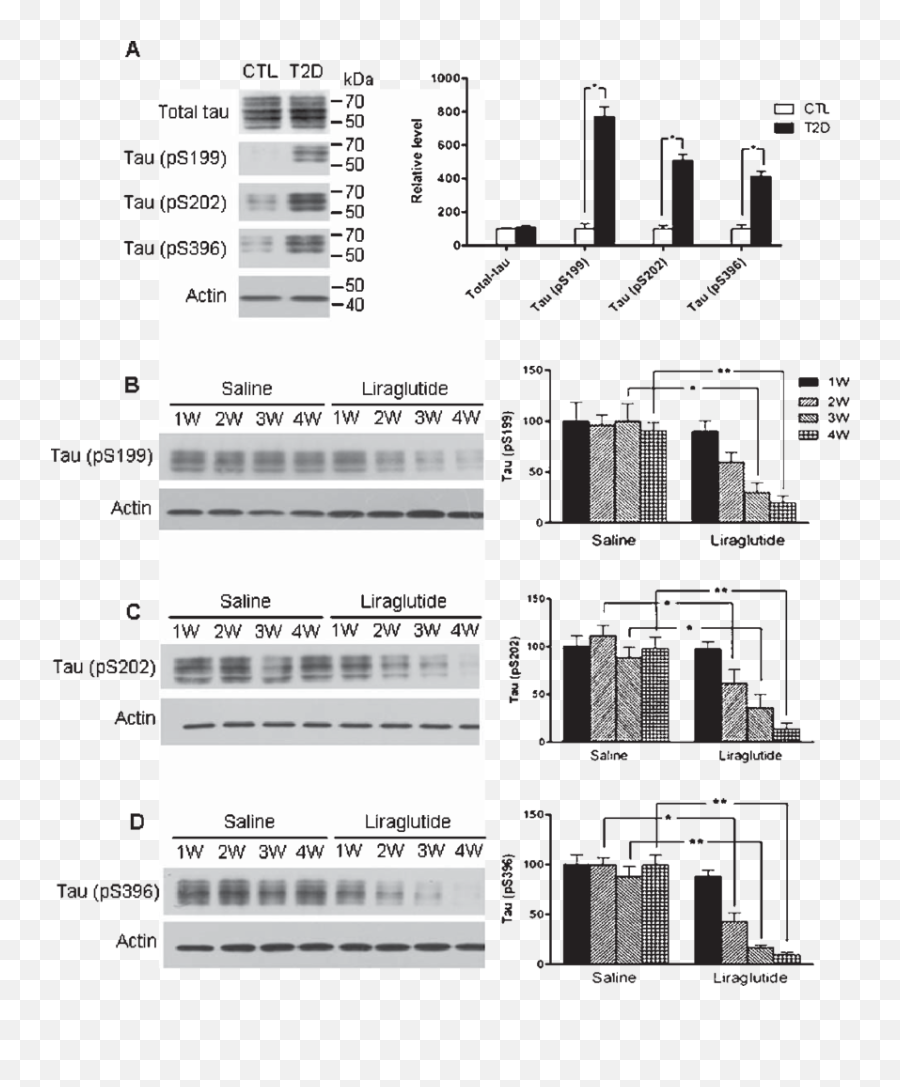 Level And Phosphorylation Of Tau Protein In The Rat - Diabetic Mice Tau Protein Western Blot Emoji,Rat Faces Emotions