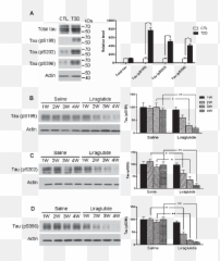 Level And Phosphorylation Of Tau Protein In The Rat - Diabetic Mice Tau Protein Western Blot Emoji,Rat Faces Emotions