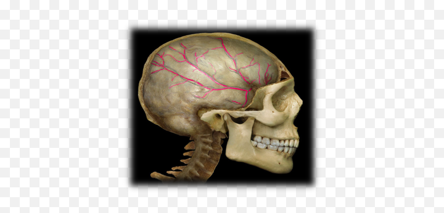 Unit 2 Exam F - Skull Flashcards Cheggcom Structure Is Highlighted And Indicated Emoji,Is The Nervous Syst Responsible For Some Emotions