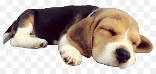 The Most Edited Emoji,Vizsla Emoji