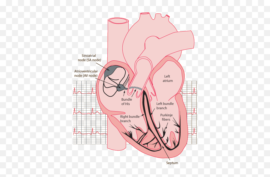 Does The Human Heart Work Independent - Ecg Sa Node Av Node Emoji,Septum And Emotion