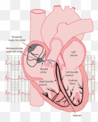 Does The Human Heart Work Independent - Ecg Sa Node Av Node Emoji,Septum And Emotion
