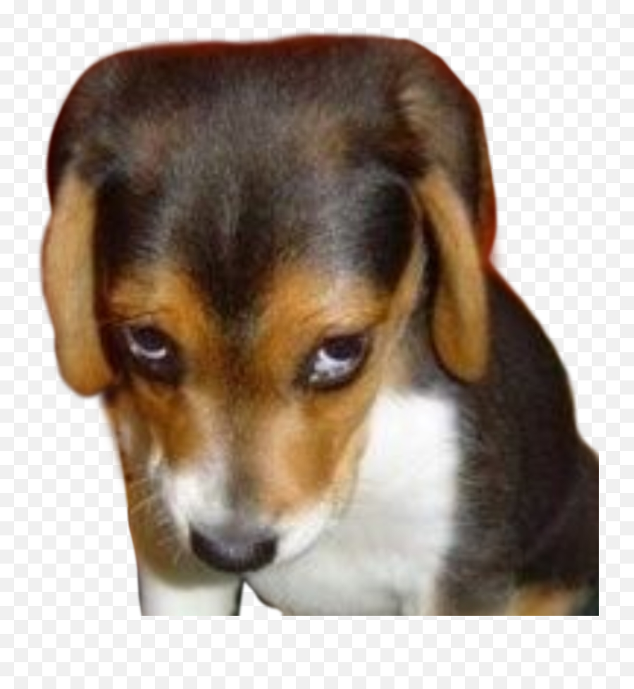 Dog Sad Saddog Sticker By Pablo - Did You Forget About Me Emoji,Sad Dog Emoji