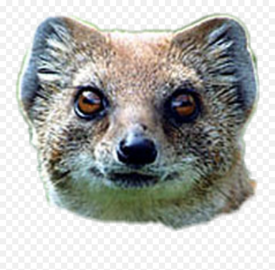 The Most Edited - For Adult Emoji,Mongoose Emoji