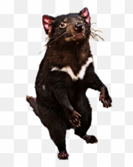 Scanimal Animal Tasmaniandevil Sticker - Tasmanian Devil Emoji,Tasmanian Devil Emoji