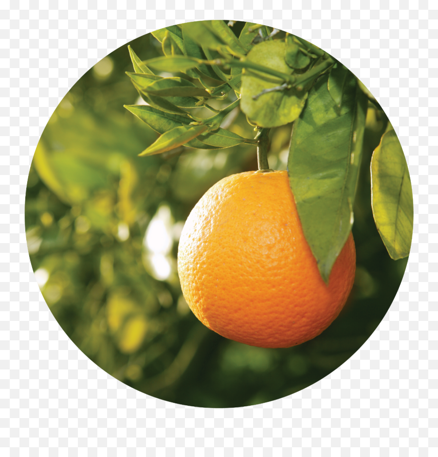 Petitgrain Essential Oil - Beautiful Nice Pick Emoji,Essential Oils And Emotions Orange