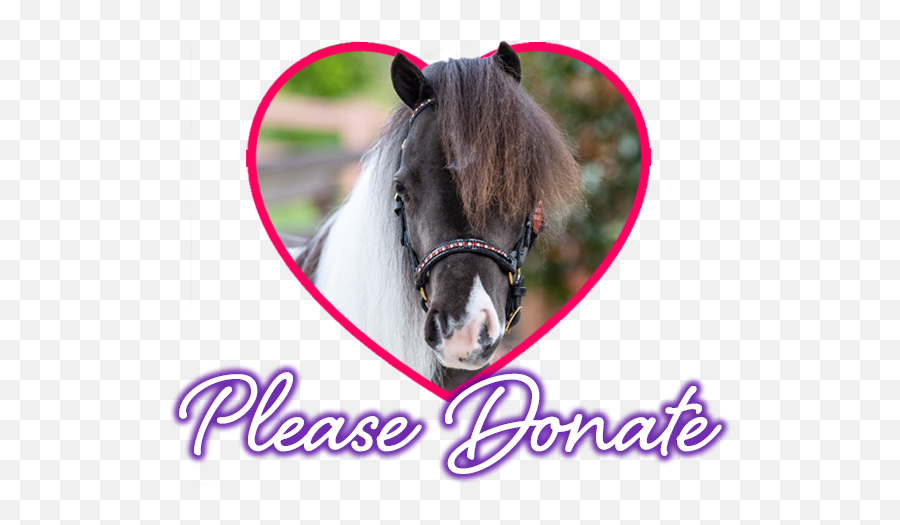 Mini Therapy Horsesmini Therapy Horses Non - Profit Equine Halter Emoji,Horse Emotions For Kids