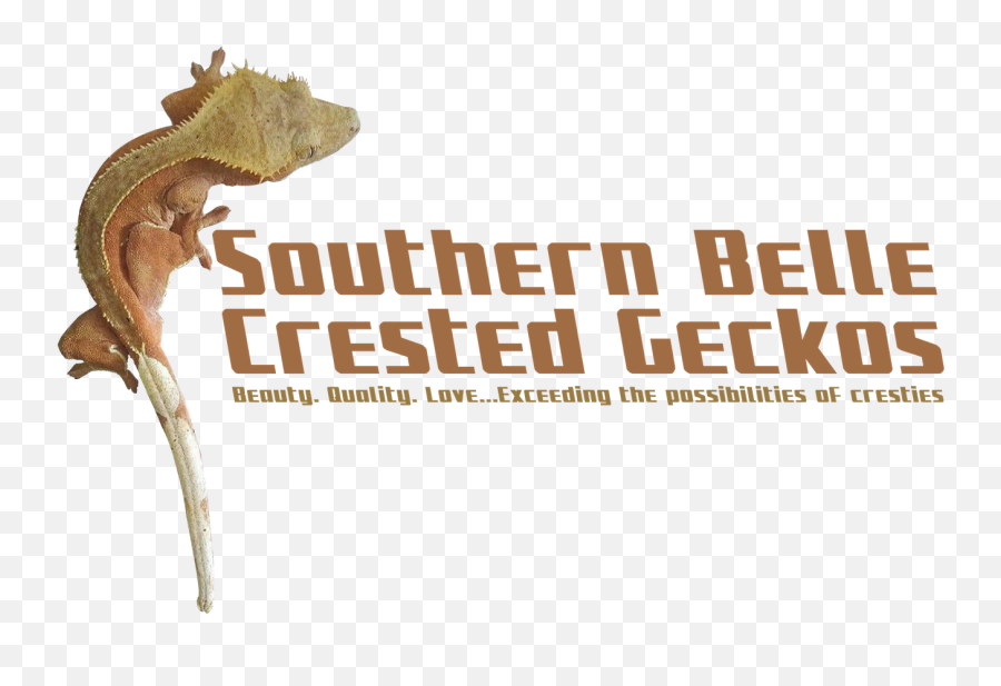 Southern Belle Crested Geckos - Language Emoji,What Does Color Say About Crested Geckos Emotion