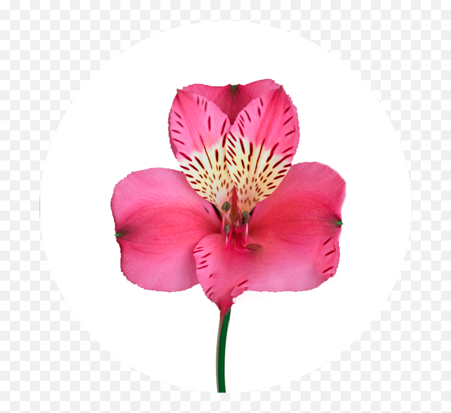 Catálogo De Alstroemeria En Emoji,Riverdance Emoji