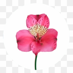 Catálogo De Alstroemeria En Emoji,Riverdance Emoji