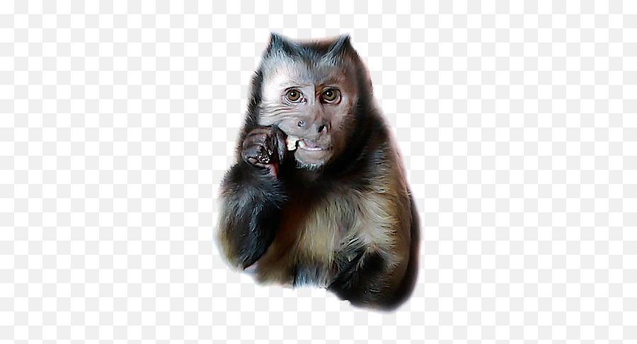 Home Monkeyboo - Aggression Emoji,Emotions Of A White-faced Capuchin Monkey