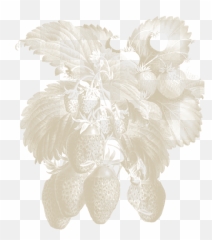 Pure Strawberry Extract Cook Flavoring Company Emoji,Strawberry Emotion Extract