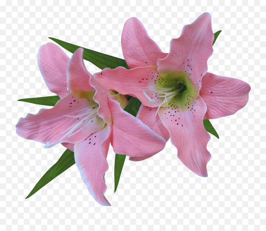 Lilies Clipart Trumpet Flower - Rustic Art Organic Aloe Vera Emoji,Trumpet Emoji