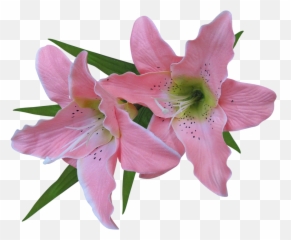 Lilies Clipart Trumpet Flower - Rustic Art Organic Aloe Vera Emoji,Trumpet Emoji