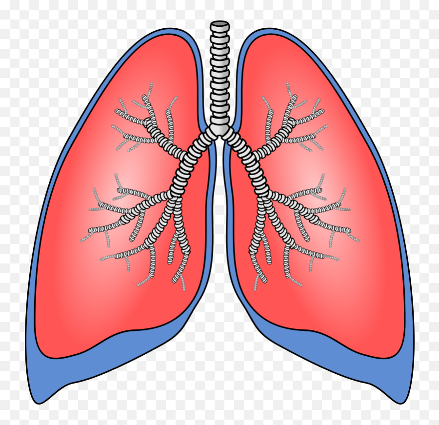 Free Free Anatomy Images Download Free - Human Clipart Lungs Emoji,Flyff Emoticon