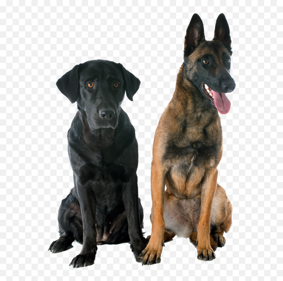 Dog Training Classes Obedience And Behavior Modification - Belgian Malinois And Labrador Emoji,Dog Ear Emotions