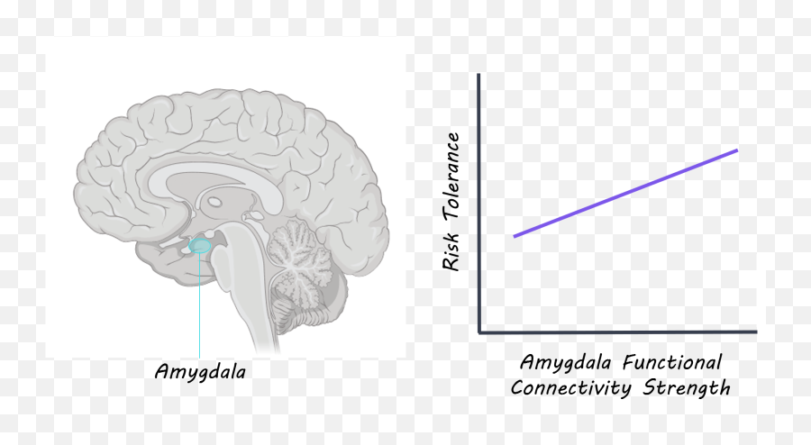 Amygdala U2014 Weekly Brainpost U2014 Brainpost Easy - Toread Brain Emoji,Emotions In Brain Scans