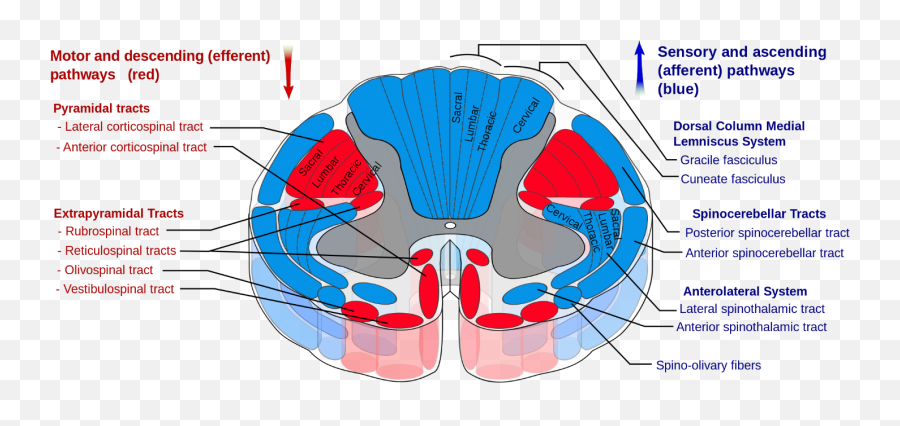 Fitness Untangled With Michael Reinhardt - Spinal Cord Motor And Sensory Pathways Emoji,Emotions Stored In Glutes