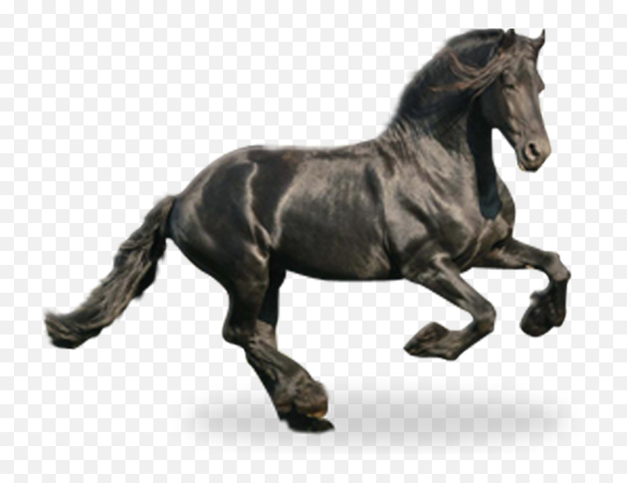 Fondo Animado Caballo Apk - Descargar App Gratis Para Android Black Mustang Horse Emoji,Emojis De Caballos