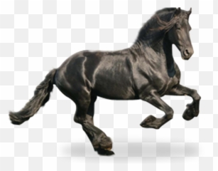 Fondo Animado Caballo Apk - Descargar App Gratis Para Android Black Mustang Horse Emoji,Emojis De Caballos