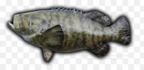 Jewfish Fish Mounts U0026 Replicas By Coast - Tocoast Fish Mounts Goliath Grouper Clipart Emoji,Fish Relating To Emotions