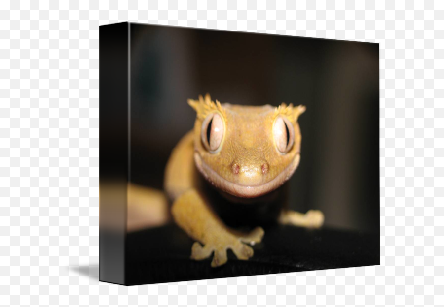 Crested Gecko - Picture Frame Emoji,What Does Color Say About Crested Geckos Emotion