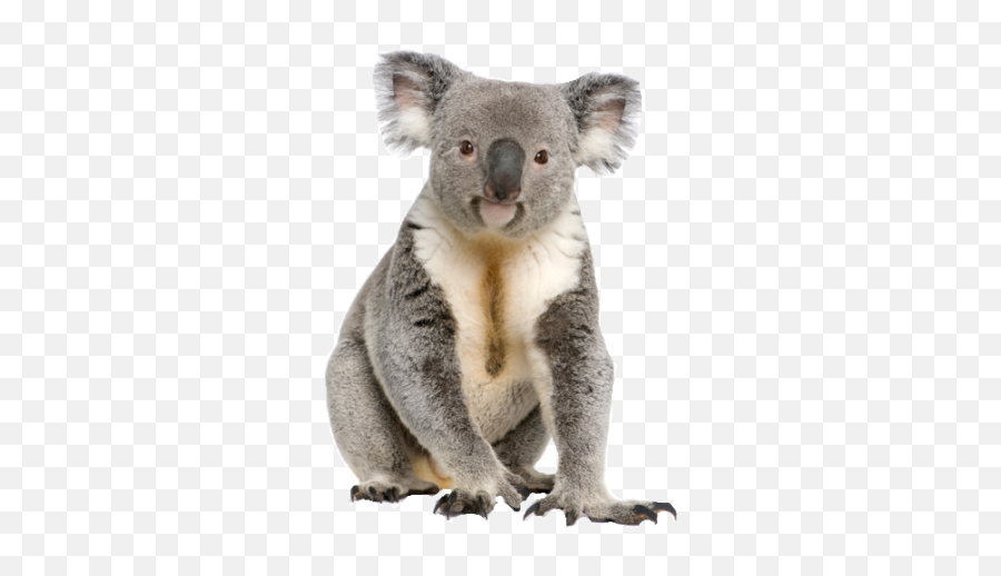 512x512 - Koala Png Transparent Emoji,Koala Emoji Png