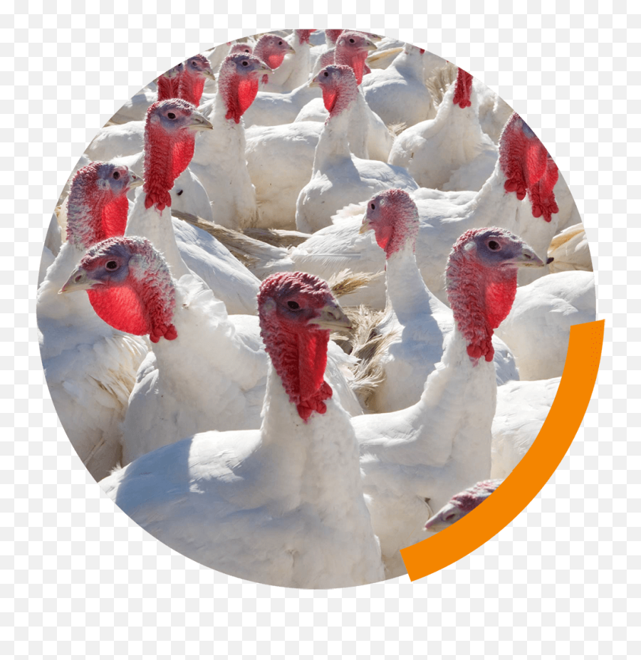 Enrichment For Broilers And Turkeys U2013 From Theoretical - Broiler Turkey Emoji,Asian Hiding Emotions