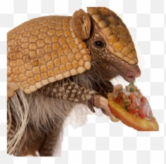 Discover Trending - Baby Three Banded Armadillo Emoji,Armadillo Emoji
