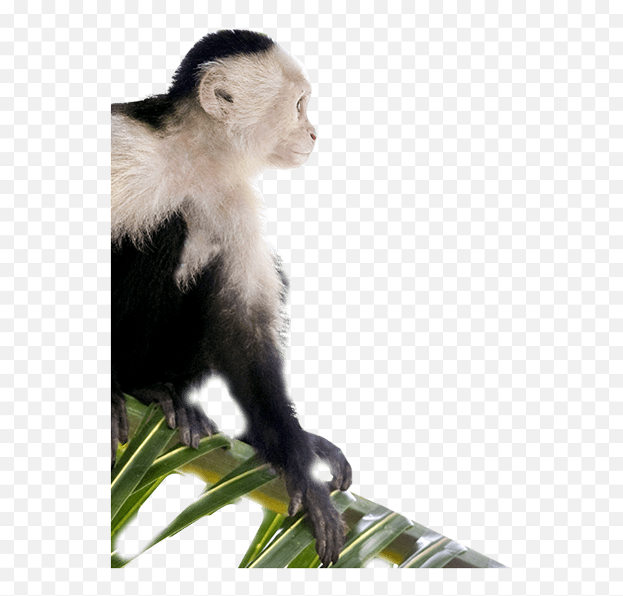 Master - Planfront Peninsula Papagayo Costa Rica Emoji,Emotions Of A White-faced Capuchin Monkey