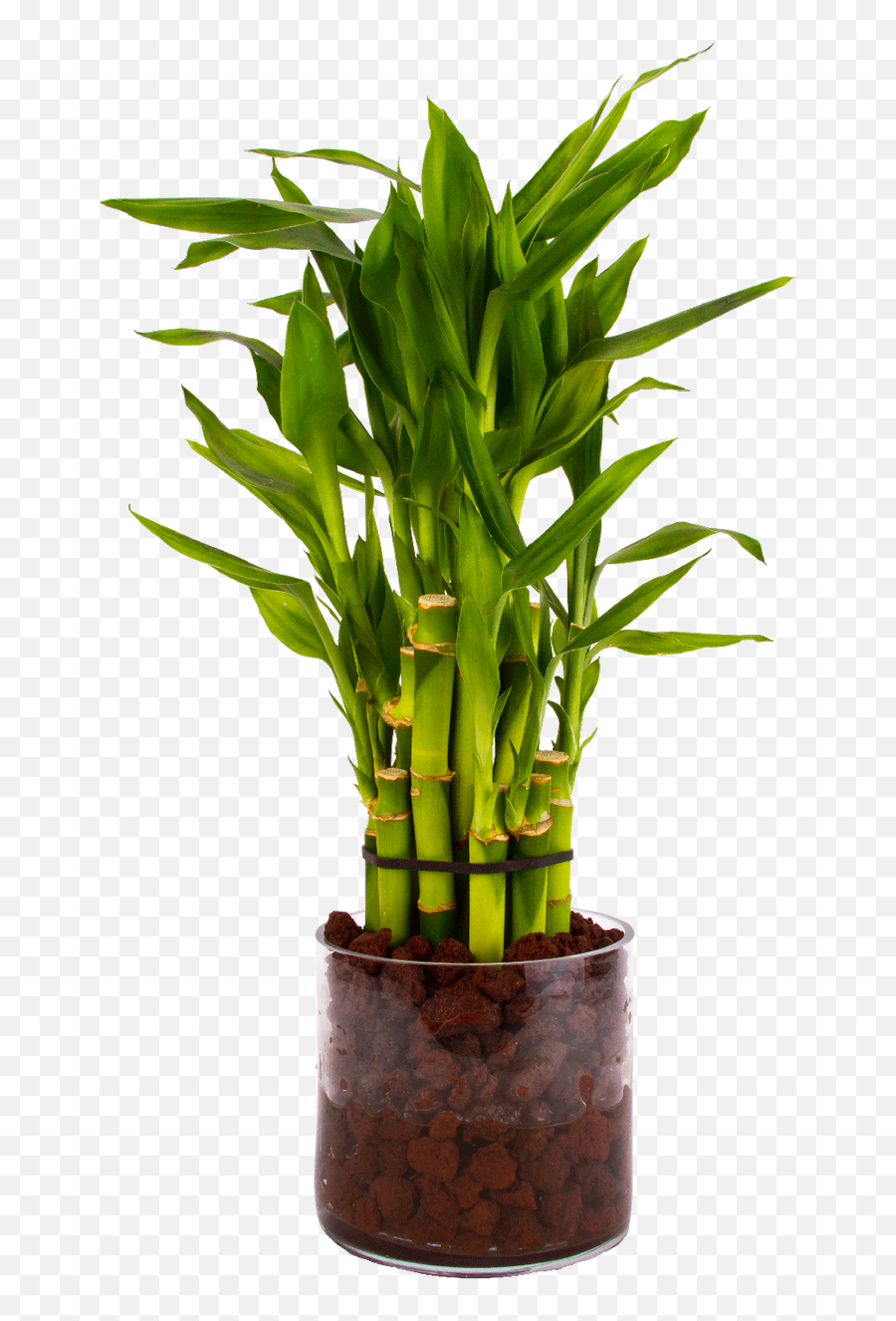 Lucky Bamboo Planter - Custom Made Place Lucky Bamboo In Home Emoji,Glass Gase Of Emotion Merchandise
