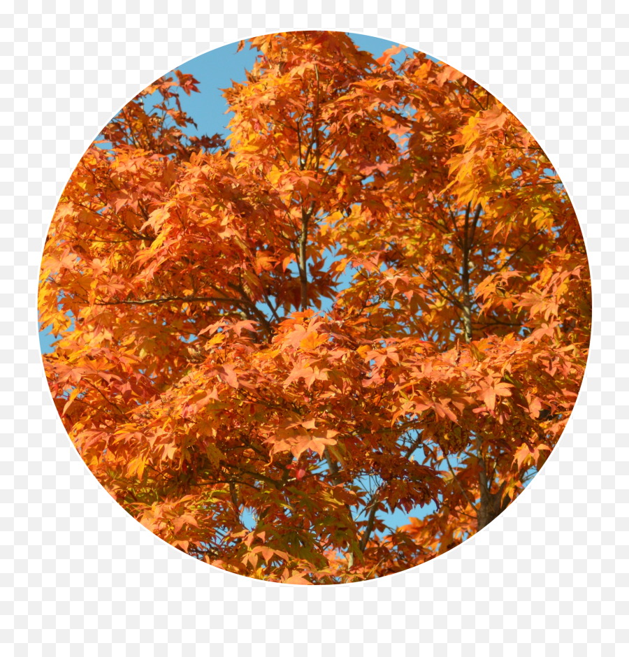 Largest Collection Of Free - Toedit Round Stickers Emoji,West Virginia In Emoji