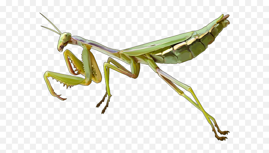 Descargar Mantis Png Fotos Gratis 71 La Foto - Mantis Png Emoji,Mantis Emoji