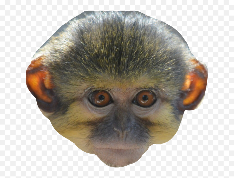 Monkey Face Sticker By Eomunch - Monkey Face Transparent Background Emoji,Monkey Face Emoji