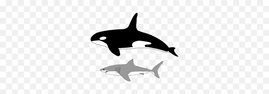 An Orca Whale - Would Win Orca Or Great White Emoji,Orcas Brain Emotions