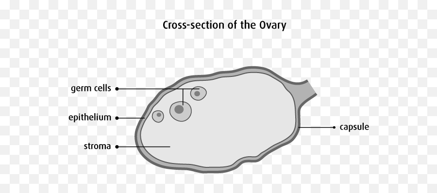 Ovarian Cancer - Stroma Ovaire Emoji,Entrance Ovary Emotion