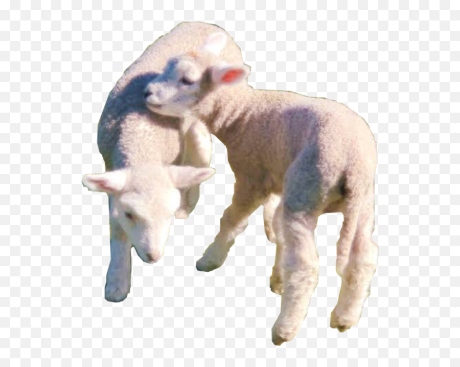 Lamb Sheep Cottagecore Farm Sticker By New Account - Transparent Cotfagecore Lamb Png Emoji,Lamb Emoji