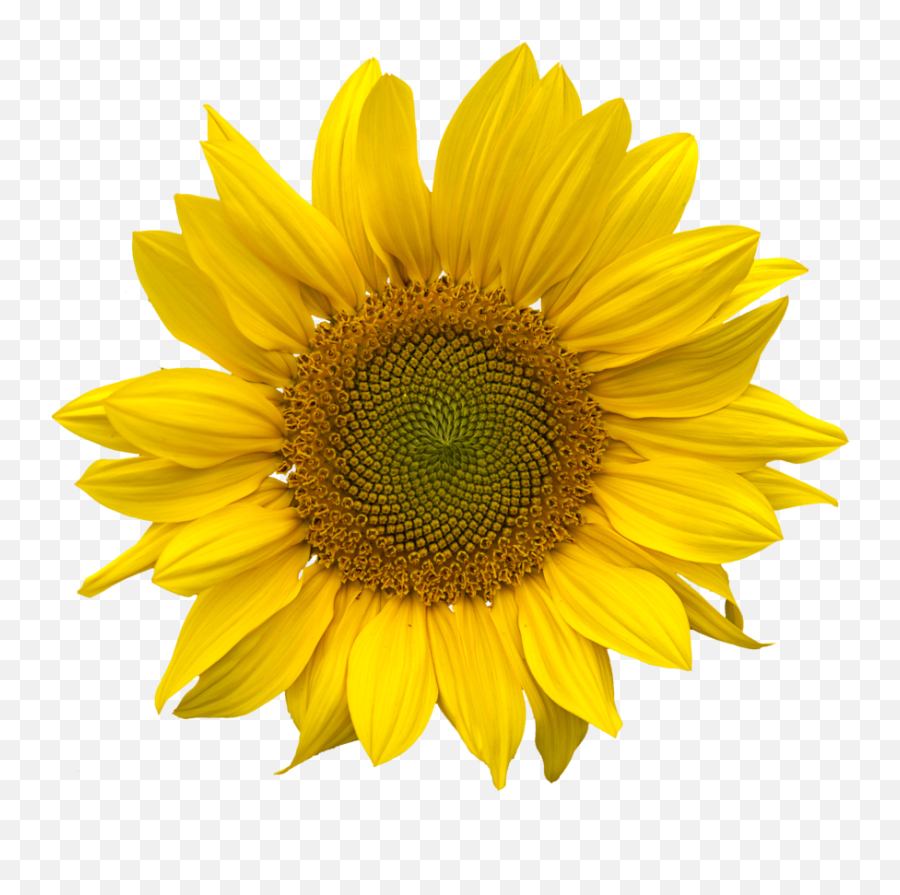 Download Sunflower Hq Png Image Freepngimg - Aesthetic Sunflower Png Emoji,Sunflower Emoji