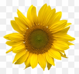 Download Sunflower Hq Png Image Freepngimg - Aesthetic Sunflower Png Emoji,Sunflower Emoji
