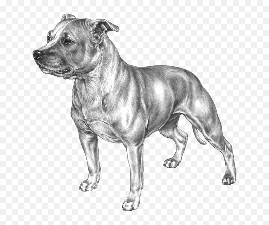 Staffordshire Bull Terrier - American Stafford Black And White Emoji,Terrier Dog Emoji Png