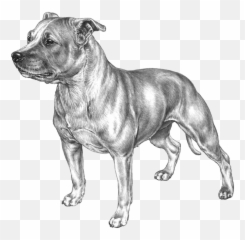 Staffordshire Bull Terrier - American Stafford Black And White Emoji,Terrier Dog Emoji Png