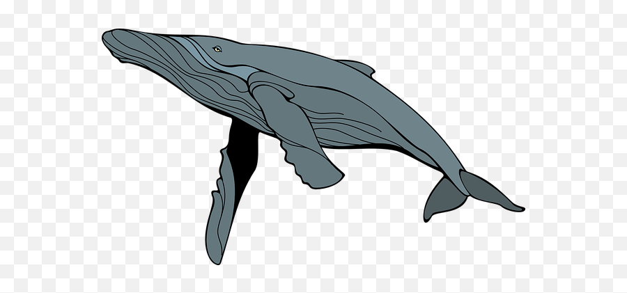 Free The Whale Whale Illustrations - Transparent Humpback Whale Clipart Emoji,Free And Whale Emoji