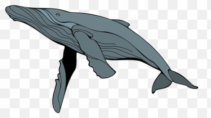 Free The Whale Whale Illustrations - Transparent Humpback Whale Clipart Emoji,Free And Whale Emoji
